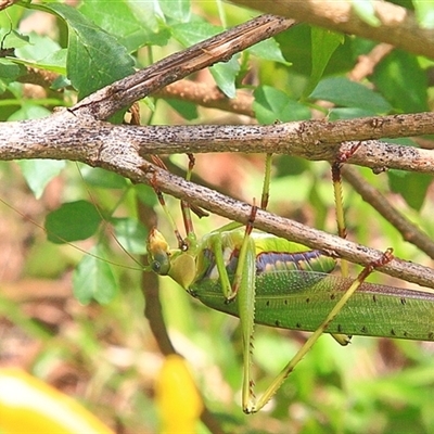 Ephippitytha trigintiduoguttata at Gibberagee, NSW - 23 Mar 2009 by AaronClausen