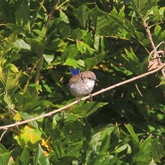 Malurus cyaneus (Superb Fairywren) at Gibberagee, NSW - 24 Mar 2009 by Bungybird