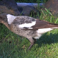 Gymnorhina tibicen (Australian Magpie) at Gibberagee, NSW - 25 Mar 2009 by Bungybird