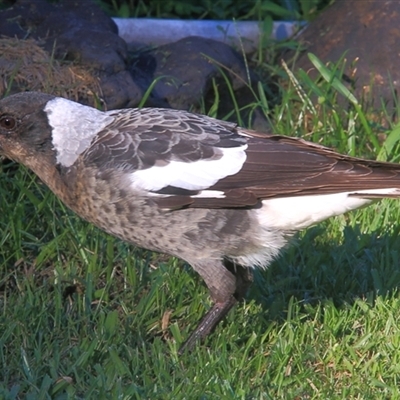 Gymnorhina tibicen (Australian Magpie) at Gibberagee, NSW - 25 Mar 2009 by Bungybird