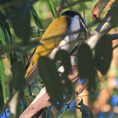 Entomyzon cyanotis (Blue-faced Honeyeater) at Gibberagee, NSW - 24 Mar 2009 by Bungybird