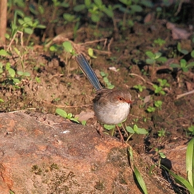 Malurus cyaneus (Superb Fairywren) at Gibberagee, NSW - 25 Mar 2009 by Bungybird