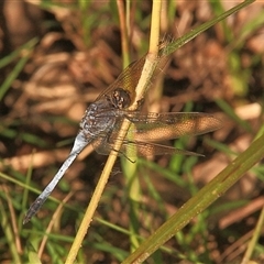 Orthetrum caledonicum (Blue Skimmer) at Gibberagee, NSW - 25 Mar 2009 by Bungybird