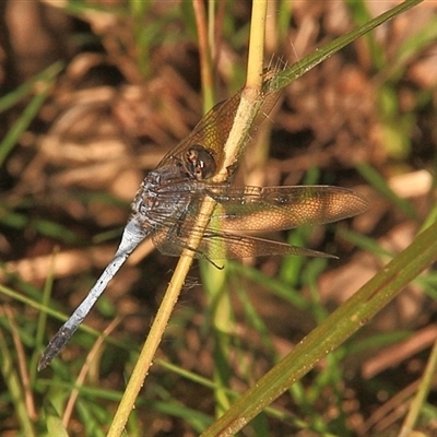 Orthetrum caledonicum at Gibberagee, NSW - 24 Mar 2009 by AaronClausen