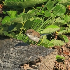 Malurus cyaneus (Superb Fairywren) at Gibberagee, NSW - 25 Mar 2009 by Bungybird