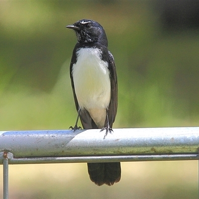 Rhipidura leucophrys (Willie Wagtail) at Gibberagee, NSW - 26 Mar 2009 by Bungybird