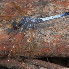 Orthetrum caledonicum (Blue Skimmer) at Gibberagee, NSW - 26 Mar 2009 by Bungybird