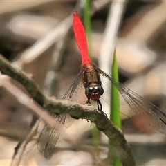 Orthetrum villosovittatum (Fiery Skimmer) at Gibberagee, NSW - 27 Mar 2009 by Bungybird