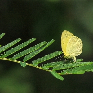 Eurema sp. (Genus) at Gibberagee, NSW - 27 Mar 2009 12:42 AM