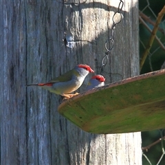 Neochmia temporalis at Gibberagee, NSW - 27 Mar 2009 by AaronClausen