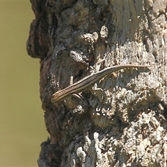 Cryptoblepharus pulcher at Gibberagee, NSW - 26 Mar 2009 by AaronClausen