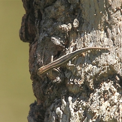 Cryptoblepharus pulcher (Fence Skink) at Gibberagee, NSW - 26 Mar 2009 by Bungybird