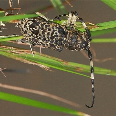 Rhytiphora (genus) (Longhorn beetle) at Gibberagee, NSW - 20 Mar 2009 by Bungybird