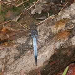 Orthetrum caledonicum (Blue Skimmer) at Gibberagee, NSW - 20 Mar 2009 by Bungybird