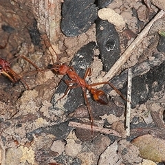 Myrmecia gulosa (Red bull ant) at Gibberagee, NSW - 20 Mar 2009 by Bungybird