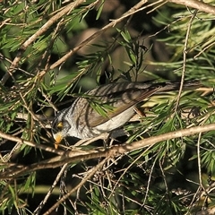 Manorina melanocephala (Noisy Miner) at Gibberagee, NSW - 11 Apr 2009 by Bungybird