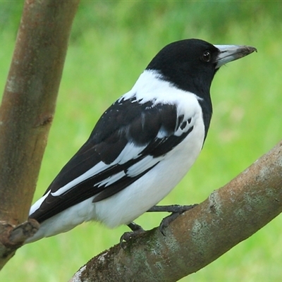 Cracticus nigrogularis (Pied Butcherbird) at Gibberagee, NSW - 11 Apr 2009 by Bungybird