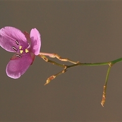 Murdannia graminea at Gibberagee, NSW - 11 Apr 2009 by AaronClausen