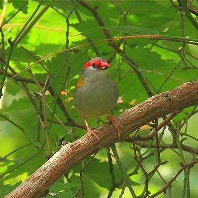 Neochmia temporalis (Red-browed Finch) at Gibberagee, NSW - 11 Apr 2009 by Bungybird