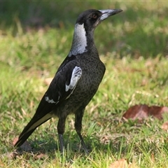 Gymnorhina tibicen (Australian Magpie) at Gibberagee, NSW - 14 Sep 2009 by Bungybird