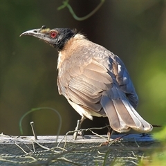 Philemon corniculatus at Gibberagee, NSW - 13 Sep 2009 by AaronClausen