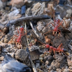 Myrmecia gulosa (Red bull ant) at Gibberagee, NSW - 14 Sep 2009 by Bungybird