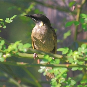 Meliphaga lewinii at Gibberagee, NSW - 14 Sep 2009