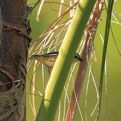 Pardalotus striatus at Gibberagee, NSW - 13 Sep 2009 by AaronClausen