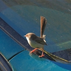 Malurus cyaneus (Superb Fairywren) at Gibberagee, NSW - 14 Sep 2009 by Bungybird