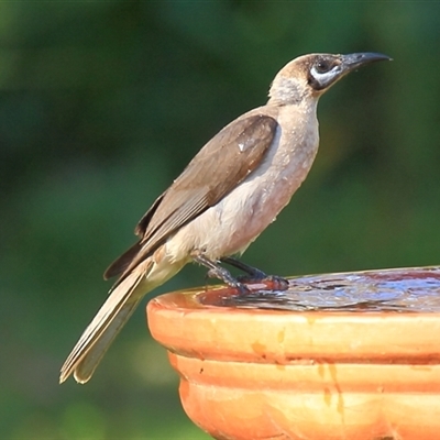 Philemon citreogularis (Little Friarbird) at Gibberagee, NSW - 14 Sep 2009 by Bungybird