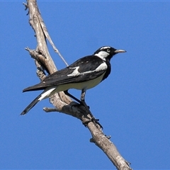 Grallina cyanoleuca (Magpie-lark) at Gibberagee, NSW - 14 Sep 2009 by Bungybird