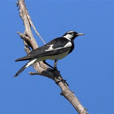 Grallina cyanoleuca (Magpie-lark) at Gibberagee, NSW - 14 Sep 2009 by Bungybird