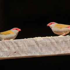 Neochmia temporalis (Red-browed Finch) at Gibberagee, NSW - 14 Sep 2009 by Bungybird