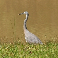 Egretta novaehollandiae at Gibberagee, NSW - 14 Sep 2009 by AaronClausen