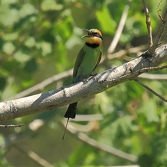 Merops ornatus at Gibberagee, NSW - 14 Sep 2009 by AaronClausen