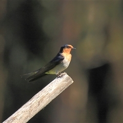 Hirundo neoxena (Welcome Swallow) at Gibberagee, NSW - 15 Sep 2009 by Bungybird