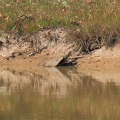 Emydura macquarii (Macquarie Turtle) at Gibberagee, NSW - 14 Sep 2009 by Bungybird