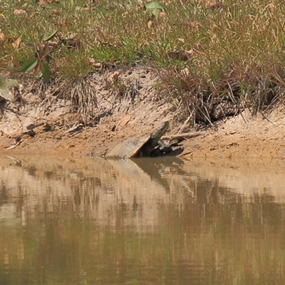 Emydura macquarii (Macquarie Turtle) at Gibberagee, NSW - 14 Sep 2009 by Bungybird