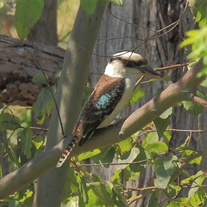 Dacelo novaeguineae at Gibberagee, NSW - 15 Sep 2009