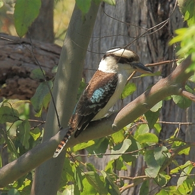 Dacelo novaeguineae (Laughing Kookaburra) at Gibberagee, NSW - 15 Sep 2009 by Bungybird