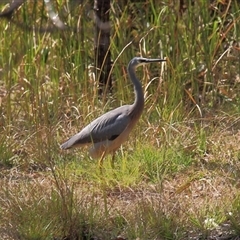 Egretta novaehollandiae (White-faced Heron) at Gibberagee, NSW - 15 Sep 2009 by Bungybird