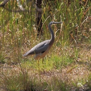 Egretta novaehollandiae at Gibberagee, NSW - 15 Sep 2009