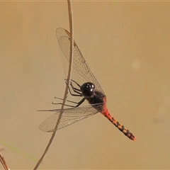 Diplacodes melanopsis at Gibberagee, NSW - 15 Sep 2009 by AaronClausen