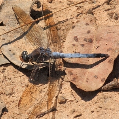 Orthetrum caledonicum at Gibberagee, NSW - 15 Sep 2009 by AaronClausen