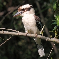 Dacelo novaeguineae (Laughing Kookaburra) at Gibberagee, NSW - 16 Sep 2009 by Bungybird