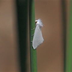 Tipanaea patulella (A Crambid moth) at Gibberagee, NSW - 16 Sep 2009 by AaronClausen