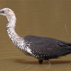 Ardea pacifica (White-necked Heron) at Gibberagee, NSW - 16 Sep 2009 by Bungybird