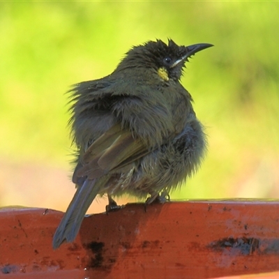 Meliphaga lewinii (Lewin's Honeyeater) at Gibberagee, NSW - 17 Sep 2009 by Bungybird