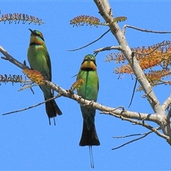 Merops ornatus (Rainbow Bee-eater) at Gibberagee, NSW - 17 Sep 2009 by Bungybird