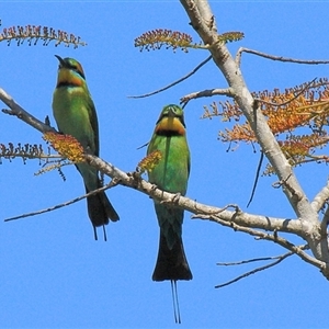 Merops ornatus at Gibberagee, NSW - 17 Sep 2009